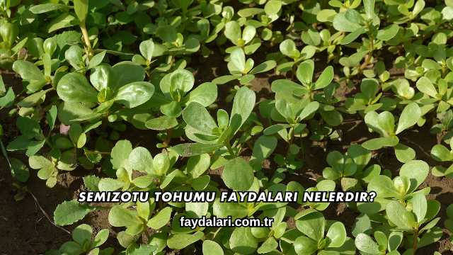 Semizotu Tohumu Faydaları Nelerdir?