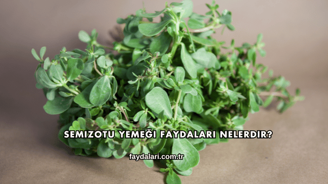 Semizotu Yemeği Faydaları Nelerdir?