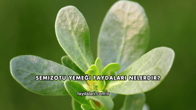 Semizotu Yemeği Faydaları Nelerdir?