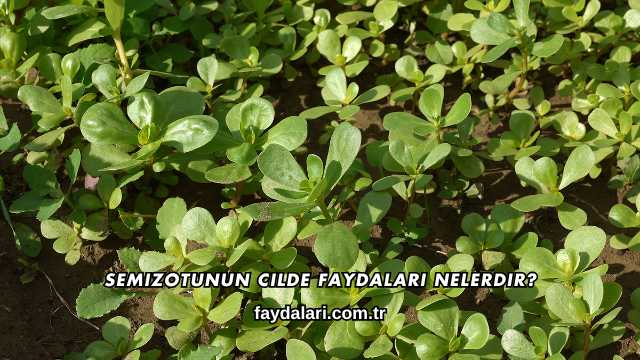 Semizotunun Cilde Faydaları Nelerdir?
