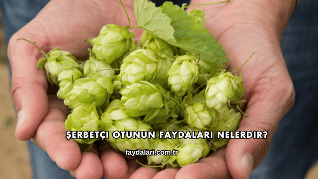 Şerbetçi Otunun Faydaları Nelerdir?