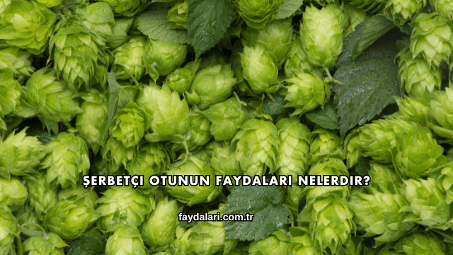 Şerbetçi Otunun Faydaları Nelerdir?