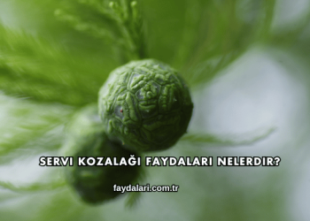 Servi Kozalağı Faydaları Nelerdir?