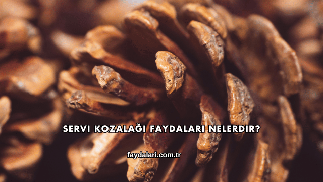 Servi Kozalağı Faydaları Nelerdir?