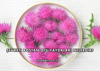 Şevketi Bostan Otu Faydaları Nelerdir?