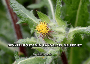 Şevketi Bostanın Faydaları Nelerdir?