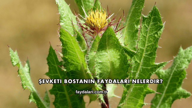 Şevketi Bostanın Faydaları Nelerdir?