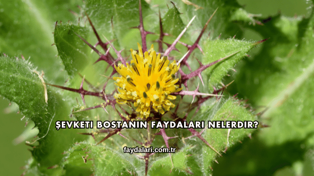 Şevketi Bostanın Faydaları Nelerdir?