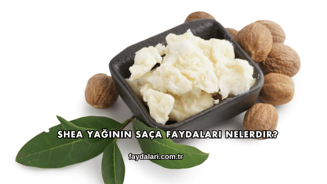 Shea Yağının Saça Faydaları Nelerdir?