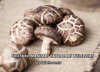 Shiitake Mantarı Faydaları Nelerdir?