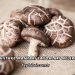 Shiitake Mantarı Faydaları Nelerdir?