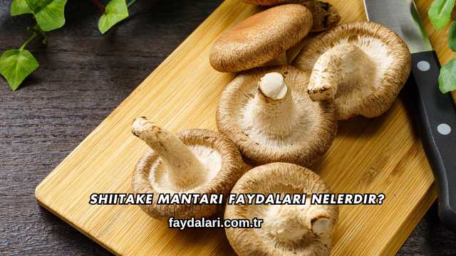 Shiitake Mantarı Faydaları Nelerdir?
