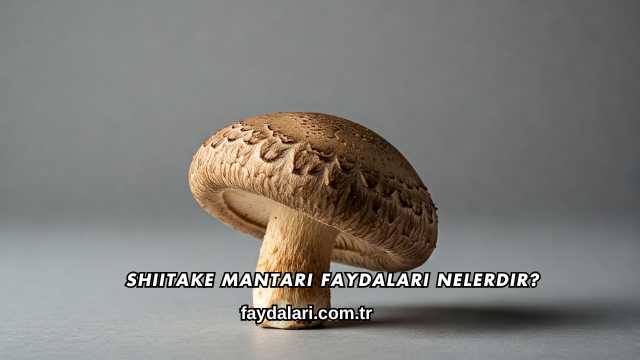 Shiitake Mantarı Faydaları Nelerdir?