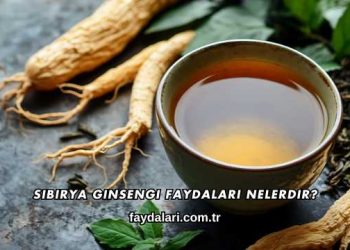 Sibirya Ginsengi Faydaları Nelerdir?