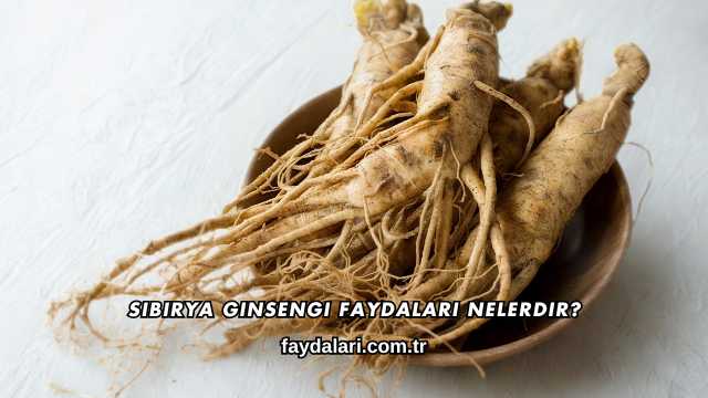 Sibirya Ginsengi Faydaları Nelerdir?