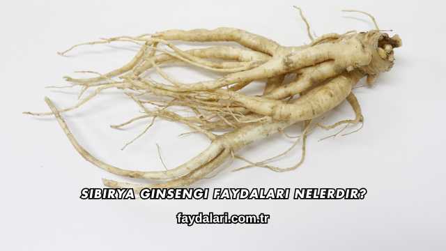 Sibirya Ginsengi Faydaları Nelerdir?