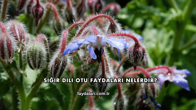 Sığır Dili Otu Faydaları Nelerdir?