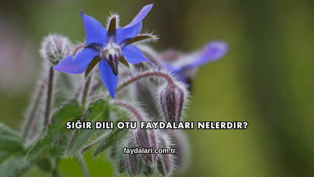 Sığır Dili Otu Faydaları Nelerdir?