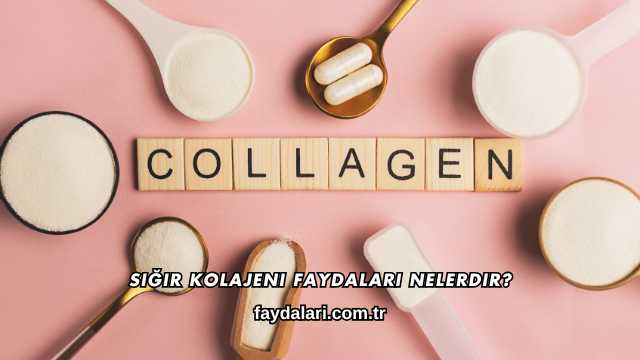 Sığır Kolajeni Faydaları Nelerdir?