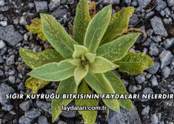 Sığır Kuyruğu Bitkisinin Faydaları Nelerdir?