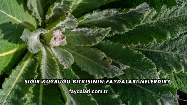 Sığır Kuyruğu Bitkisinin Faydaları Nelerdir?