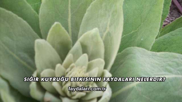 Sığır Kuyruğu Bitkisinin Faydaları Nelerdir?