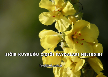 Sığır Kuyruğu Çiçeği Faydaları Nelerdir?