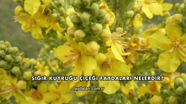 Sığır Kuyruğu Çiçeği Faydaları Nelerdir?