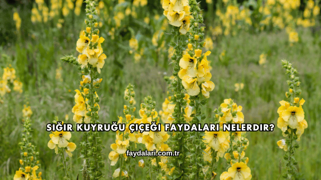 Sığır Kuyruğu Çiçeği Faydaları Nelerdir?