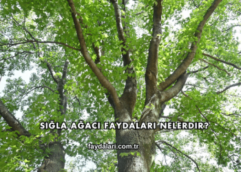Sığla Ağacı Faydaları Nelerdir?