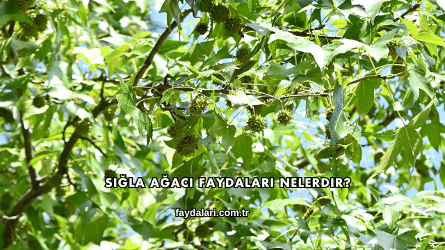 Sığla Ağacı Faydaları Nelerdir?