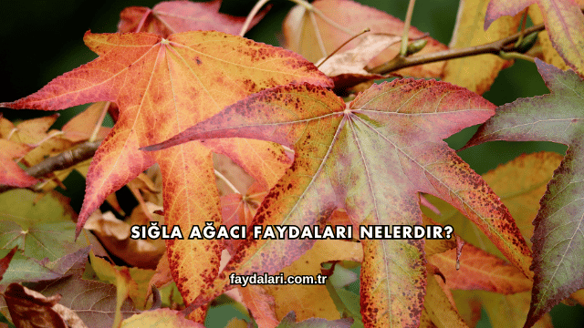Sığla Ağacı Faydaları Nelerdir?