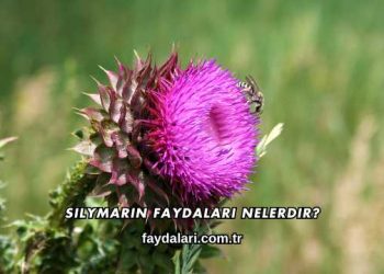 Silymarin Faydaları Nelerdir?