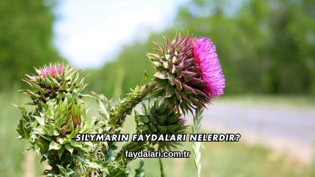 Silymarin Faydaları Nelerdir?