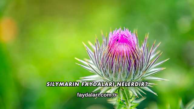 Silymarin Faydaları Nelerdir?
