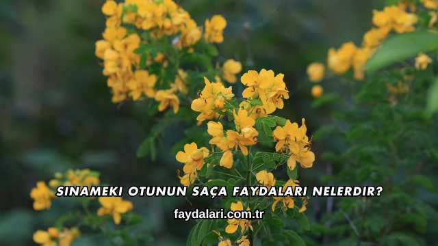 Sinameki Otunun Saça Faydaları Nelerdir?