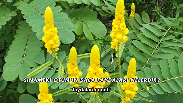 Sinameki Otunun Saça Faydaları Nelerdir?