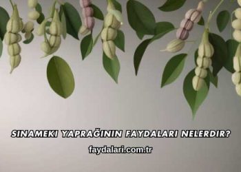Sinameki Yaprağının Faydaları Nelerdir?