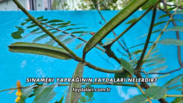 Sinameki Yaprağının Faydaları Nelerdir?