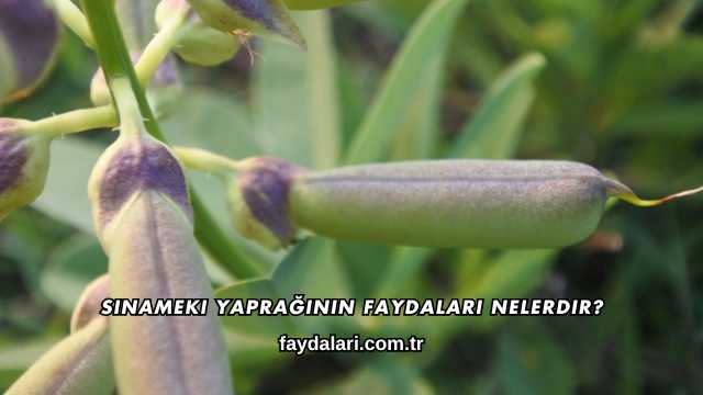 Sinameki Yaprağının Faydaları Nelerdir?