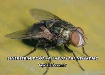 Sineklerin Doğaya Faydaları Nelerdir?