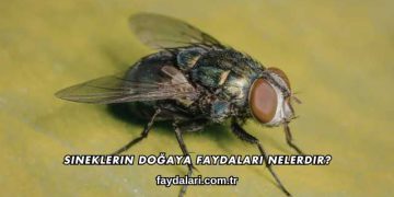 Sineklerin Doğaya Faydaları Nelerdir?