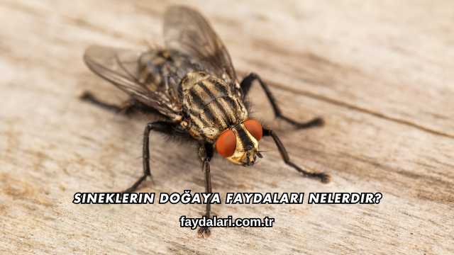 Sineklerin Doğaya Faydaları Nelerdir?