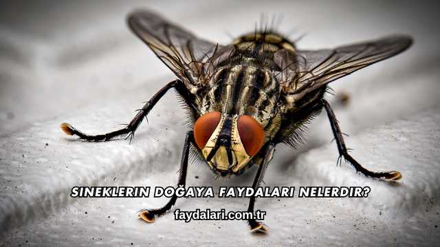 Sineklerin Doğaya Faydaları Nelerdir?