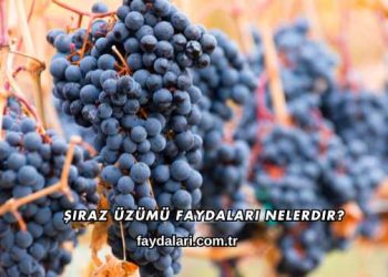 Şiraz Üzümü Faydaları Nelerdir?