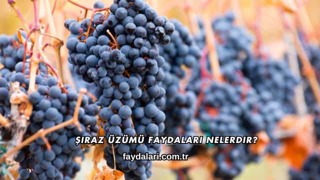 Şiraz Üzümü Faydaları Nelerdir?