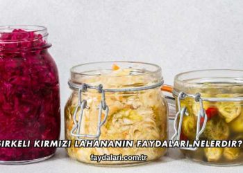 Sirkeli Kırmızı Lahananın Faydaları Nelerdir?