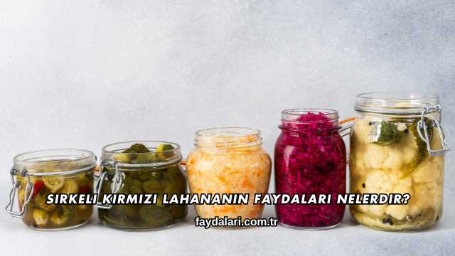 Sirkeli Kırmızı Lahananın Faydaları Nelerdir?