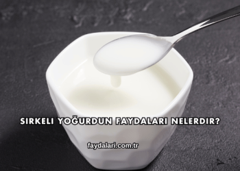 Sirkeli Yoğurdun Faydaları Nelerdir?