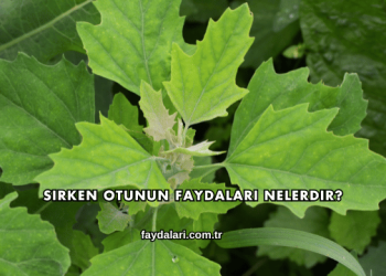 Sirken Otunun Faydaları Nelerdir?